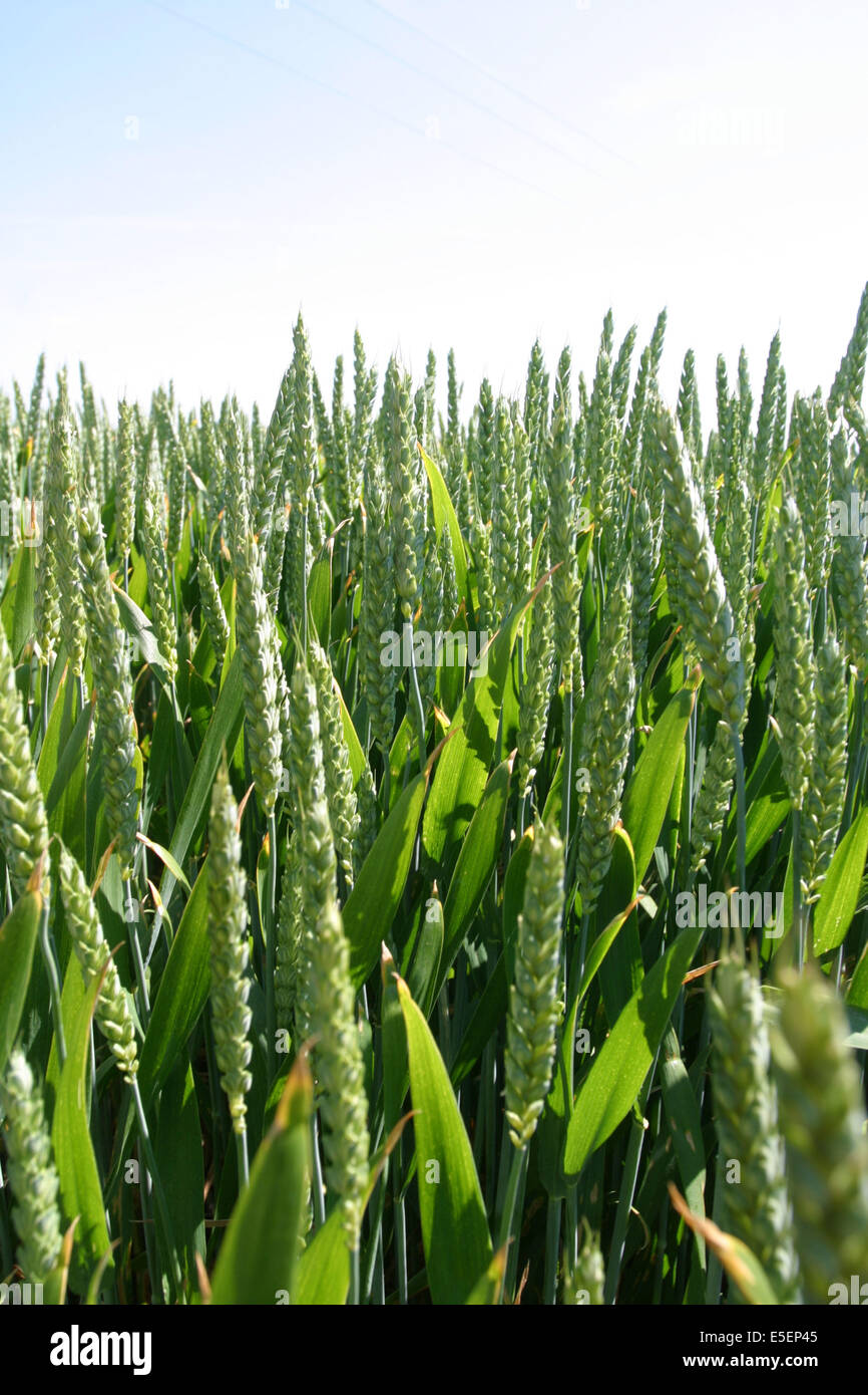 France: Normandie, seine maritime, agriculture, cereales, , champ de ble vert, Stock Photo