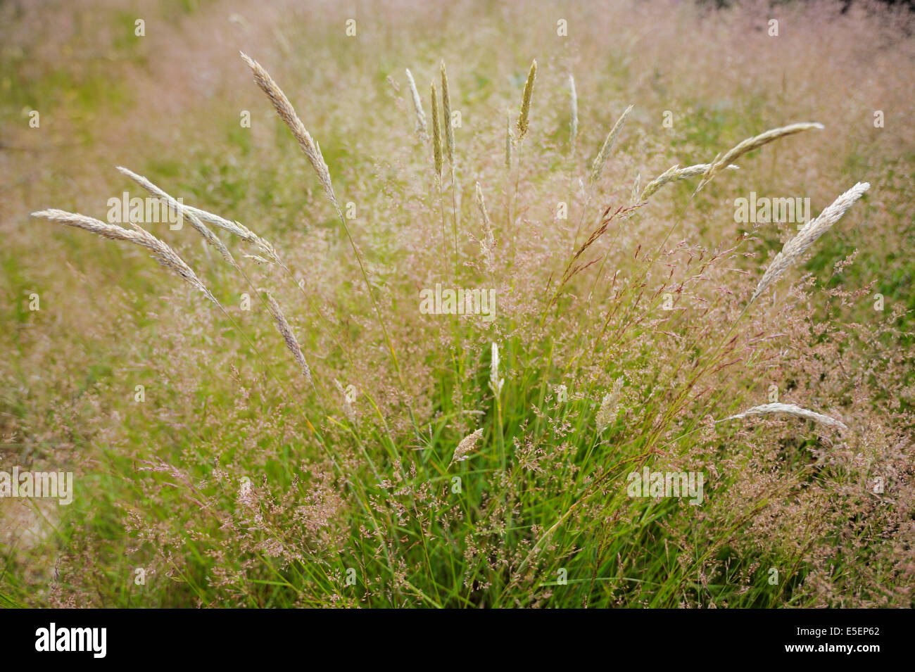Agrostis capillaris or tenuis, Common Bent, Colonial bent or  Browntop grass with Yorkshire Fog, Holcus lanatus, Wales, UK Stock Photo