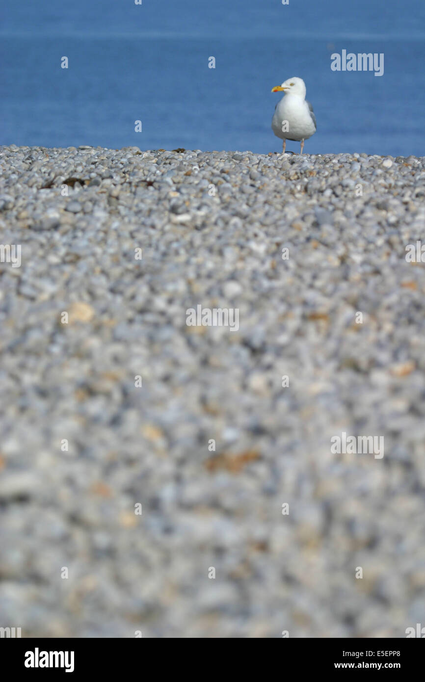 France Normandie Seine Maritime Cote Dalbatre Etretat