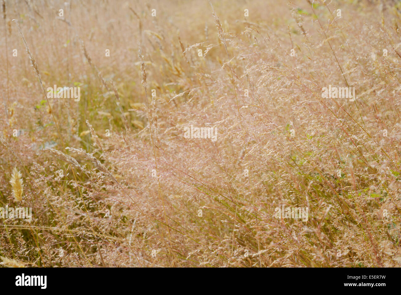 Agrostis capillaris or tenuis, Common Bent, Colonial bent or  Browntop grass, Wales, UK Stock Photo