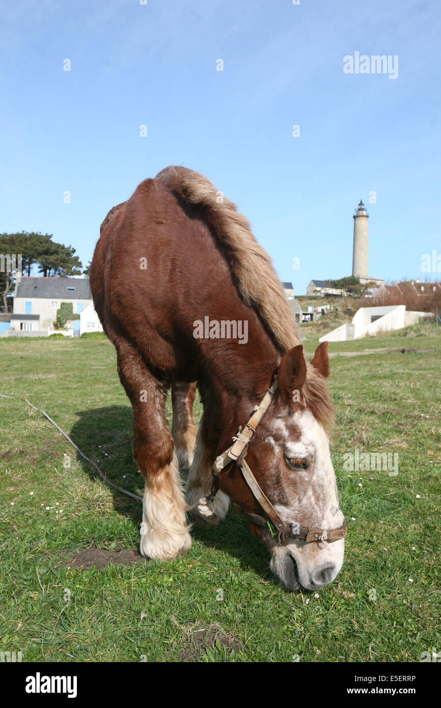 Cheval De Trait High Resolution Stock Photography And Images Alamy