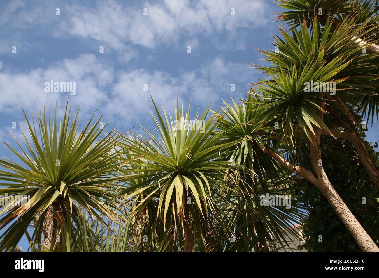 France, Bretagne, finistere nord, pays du leon, ile de Batz, face a roscoff, palmiers, ciel, petits nuages, Stock Photo