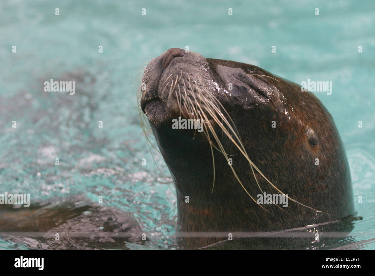 France Basse Normandie Manche Cotentin Cherbourg Otarie Du Jardin Des Plantes Eau Bassin Stock Photo Alamy France Basse Normandie Manche Cotentin Cherbourg Otarie Du Jardin Des Plantes Eau Bassin Stock Photo Alamy