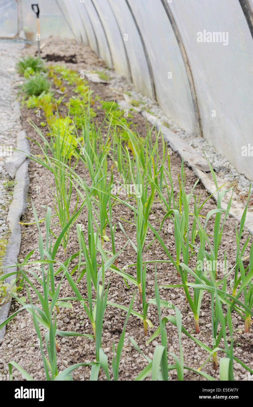 Allium sativum, Young Garlic 'Solent Wight and 'Early Purple Wight' growing with salad crops in a polytunnel, Wales, UK Stock Photo