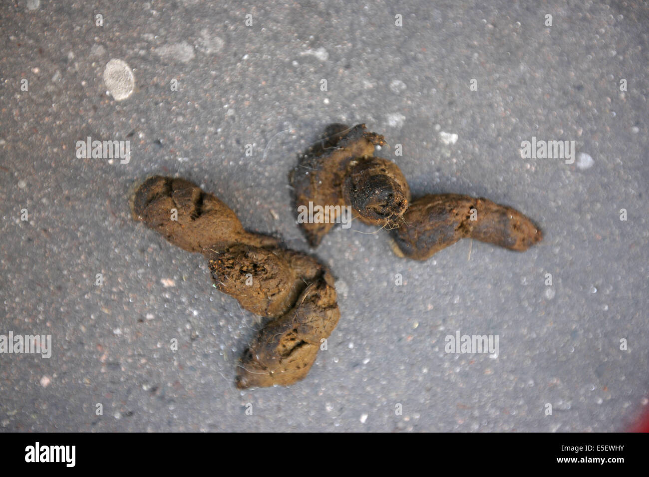 France Paris 14e Crotte De Chien Dejection Canine Environnement Proprete Animaux Pollution Salete Stock Photo Alamy