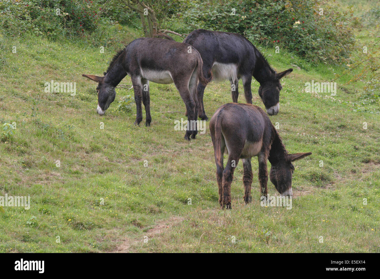 France, Haute Normandie, seine maritime, pays des hautes falaises, valleuse d'antifer, anes destines a empecher la proliferation des arbres, developpement durable, Stock Photo