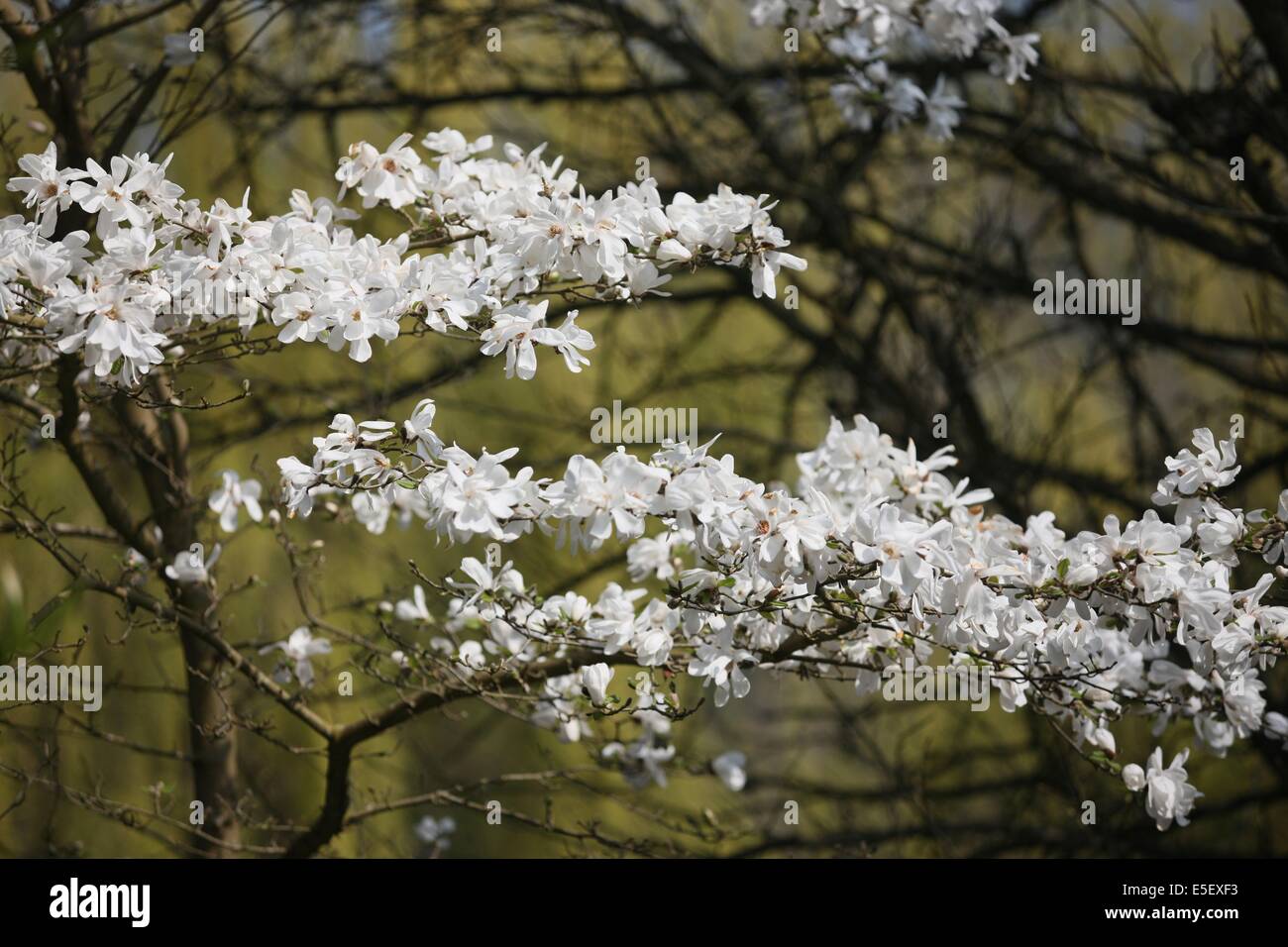 France, Haute Normandie, eure, vallee de la seine, giverny, maison de claude monet, jardin, fleurs, impressionnistes, peinture, jardin d'eau, etang, Stock Photo