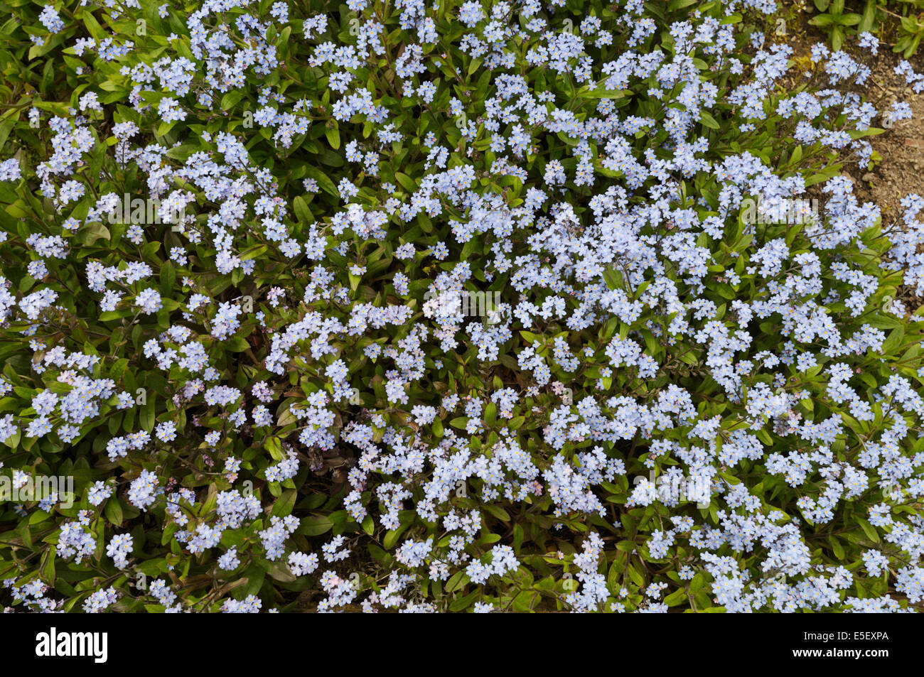 Myosotis scorpioides, Forget me Not flowers, Wales, UK. Stock Photo