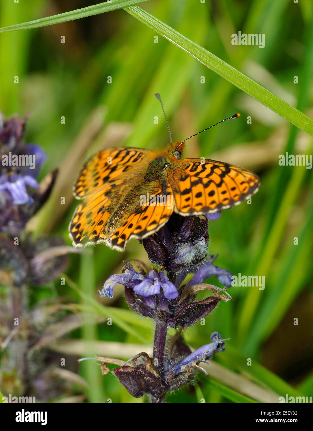 Pearl-bordered Fritillary Butterfly - Boloria euphrosyne Feeding on Bugle - Ajuga reptans Stock Photo