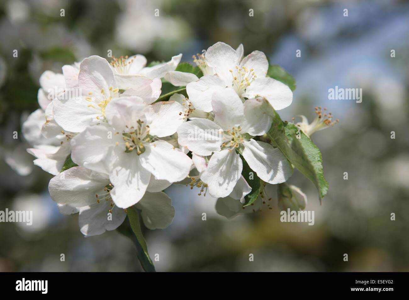 Tige Stock Photos Tige Stock Images Page 3 Alamy