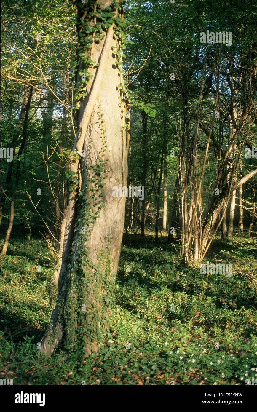 France, region picardie, oise, compiegne, foret de compiegne, clairiere de l'armistice, arbres, premiere guerre mondiale, histoire, 14-18, Stock Photo