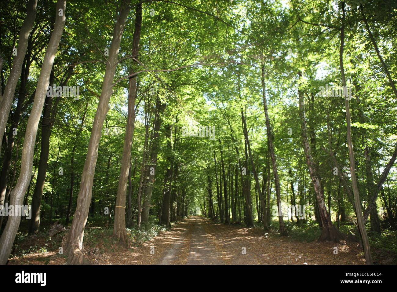 Accueil - France Bois Forêt