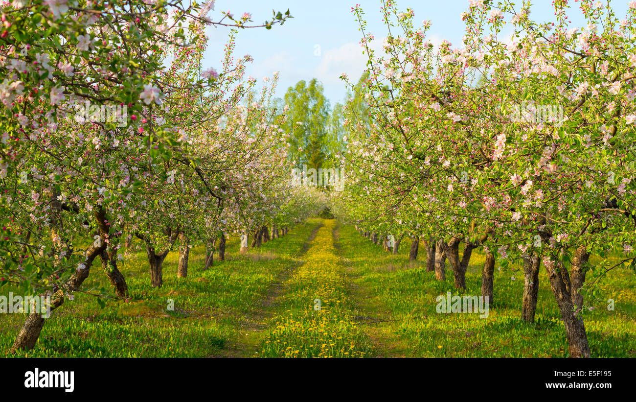 blossoming apple orchard Stock Photo