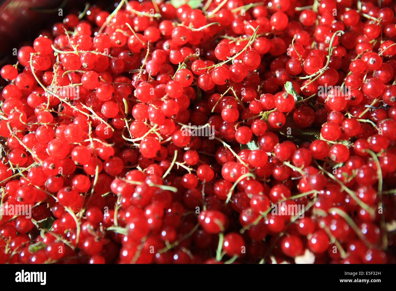 France, Haute Normandie, seine maritime, pays de bray, osmoy saint valery, agnes van hille, agricultrice et productrice de fruits rouges, groseilles, Stock Photo