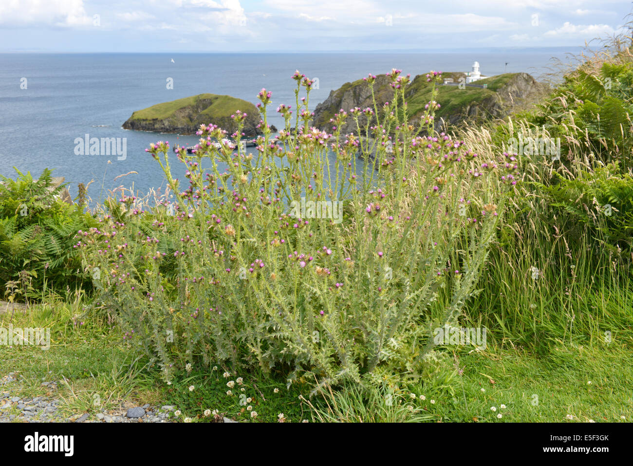 SLENDER THISTLE Carduus tenuiflorus (Asteraceae), Lundy Island, Devon. Stock Photo