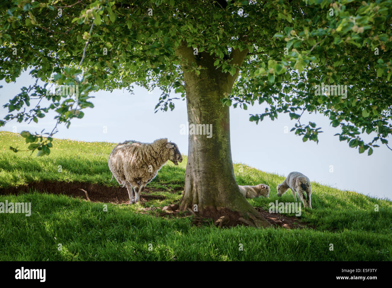 Sheep and her lambs under the shade of a tree in spring, England, UK Stock Photo