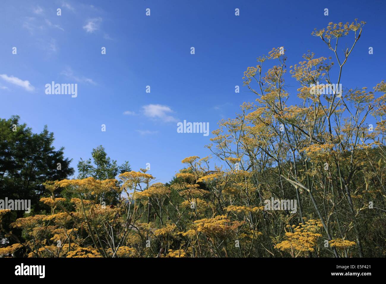 Herbes aromatiques Banque de photographies et d'images à haute résolution -  Alamy