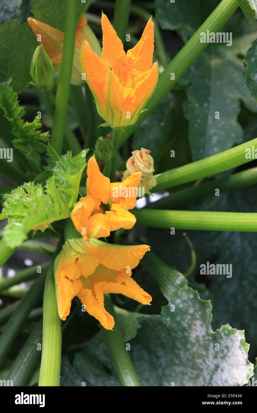 Herbes aromatiques Banque de photographies et d'images à haute résolution -  Alamy