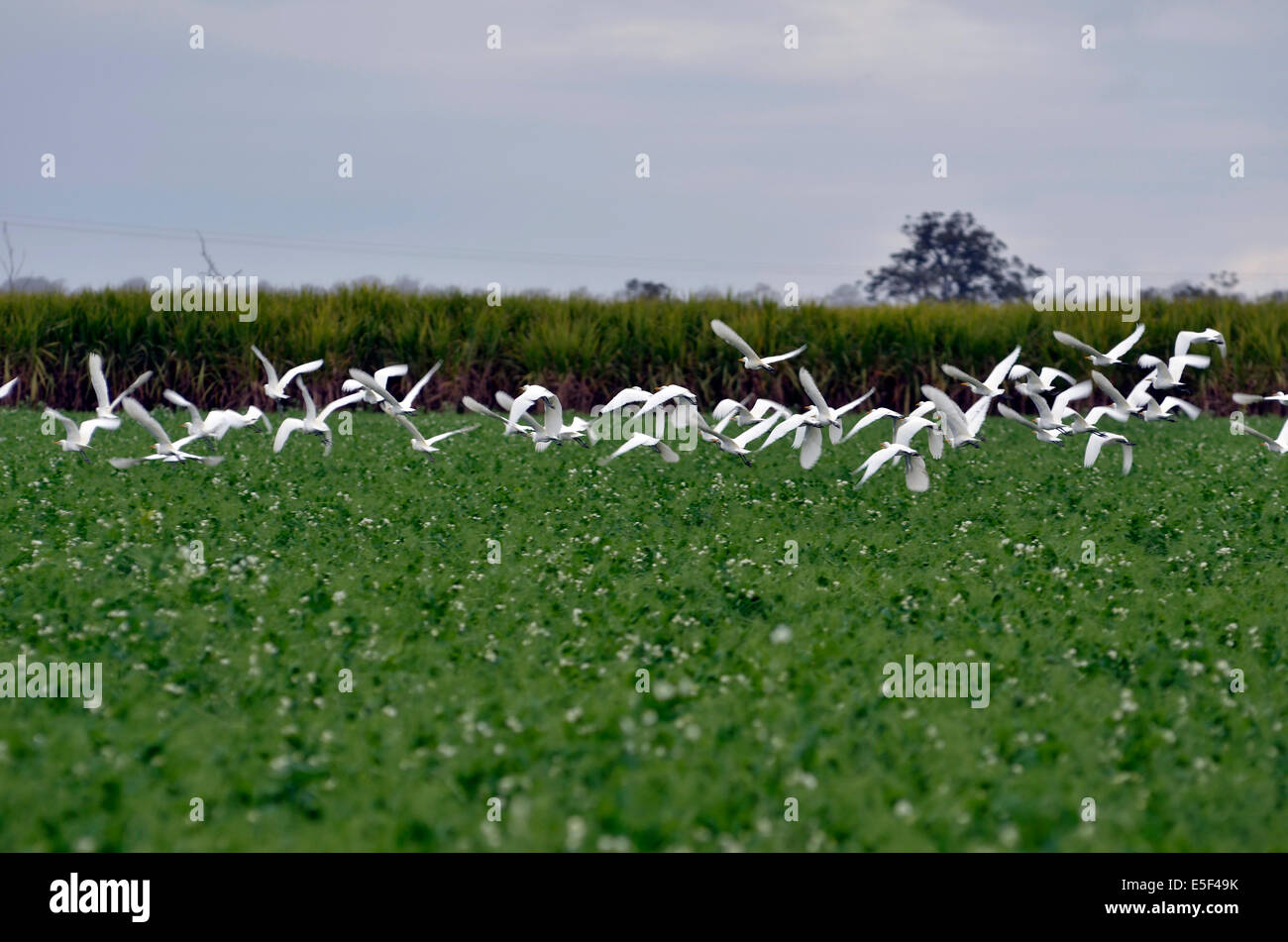 A flock of birds flying over a agricultural crop Stock Photo