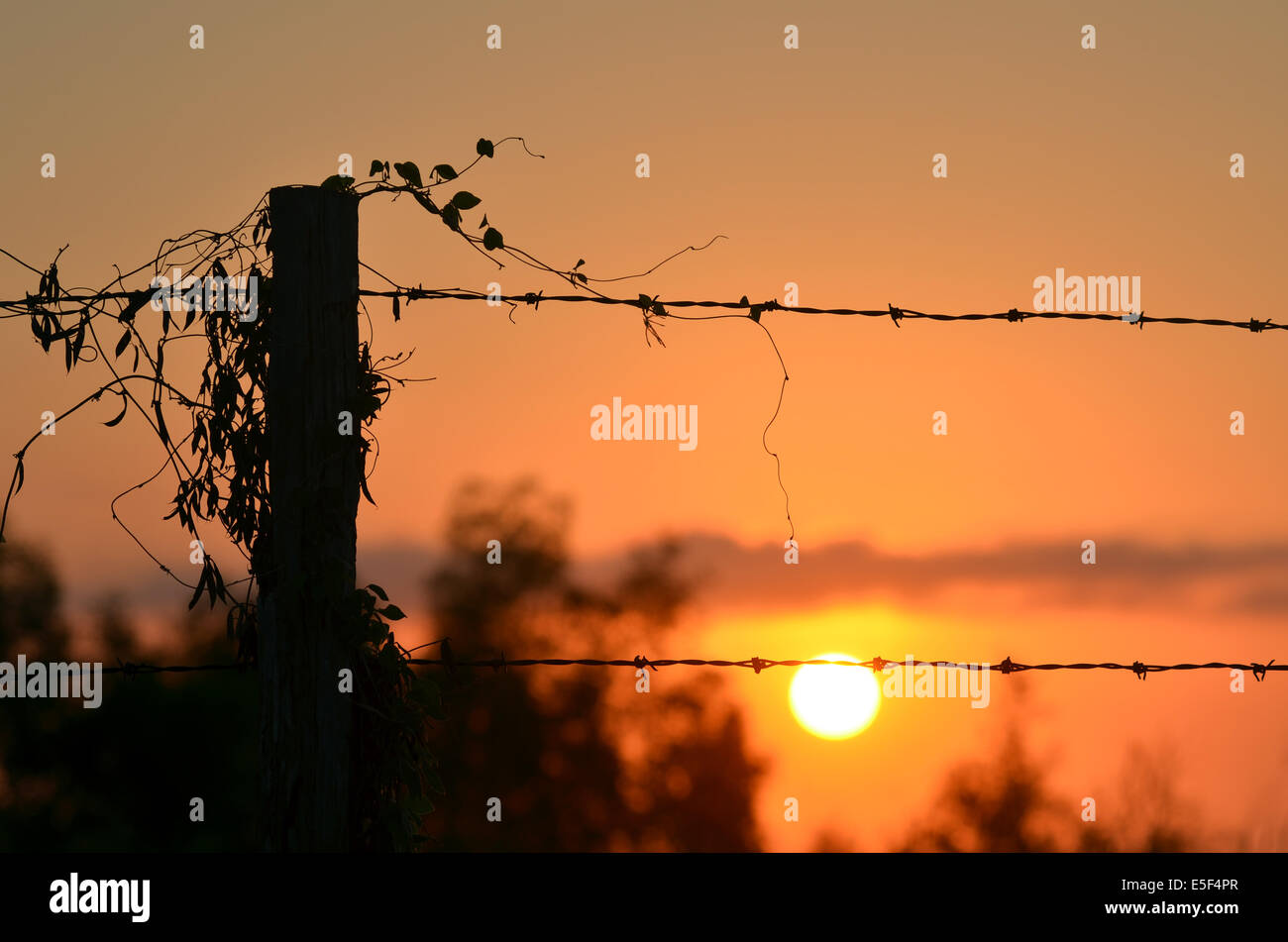 Weeds fence hi-res stock photography and images - Alamy