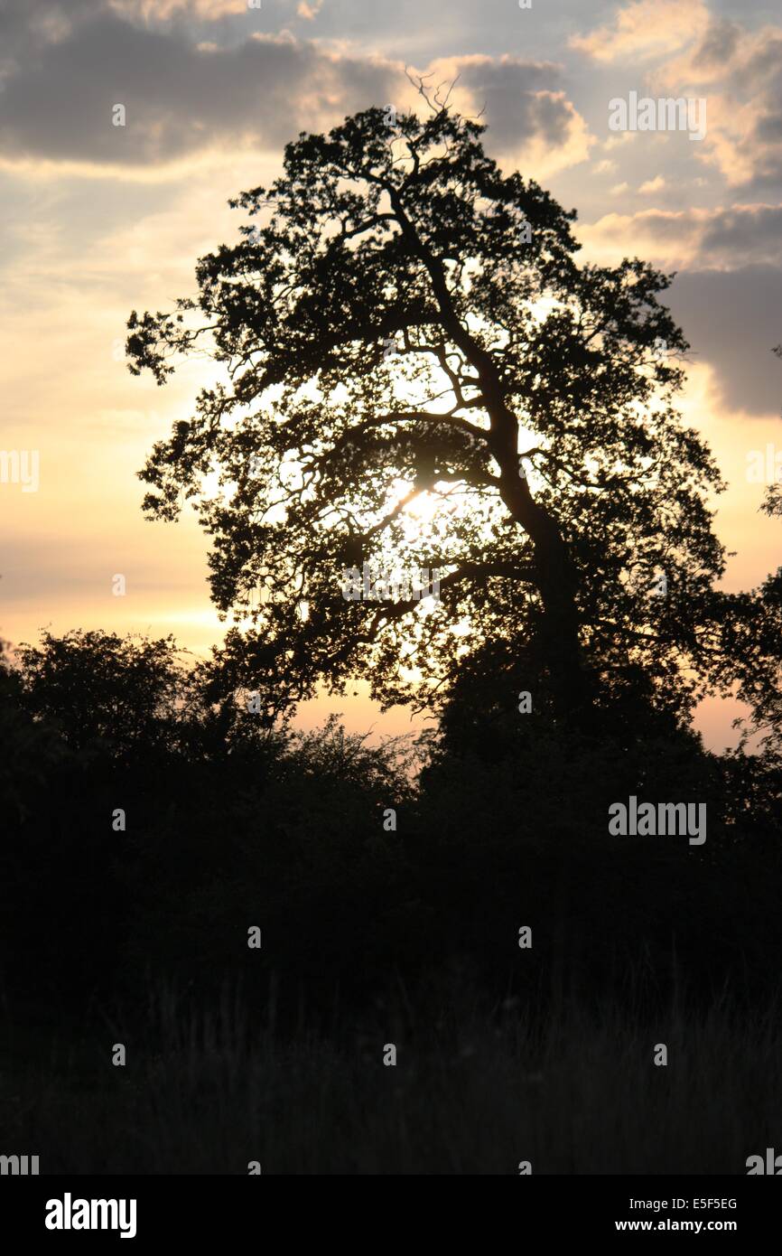 Tree Against Sunlight Tree silhouette against sun hi-res stock photography and images - Alamy