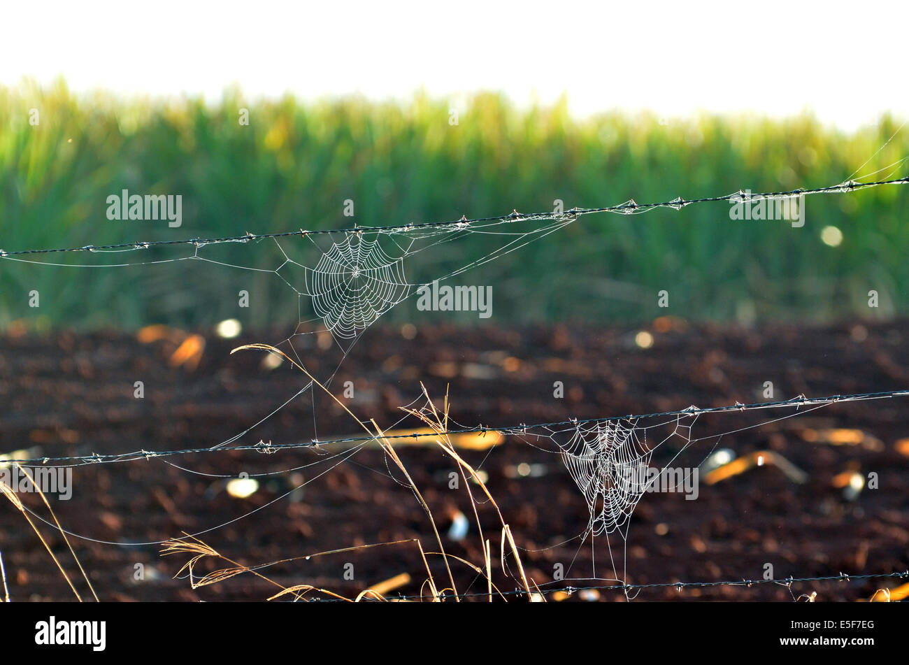 Cobwebs on a barbed wire fence Stock Photo