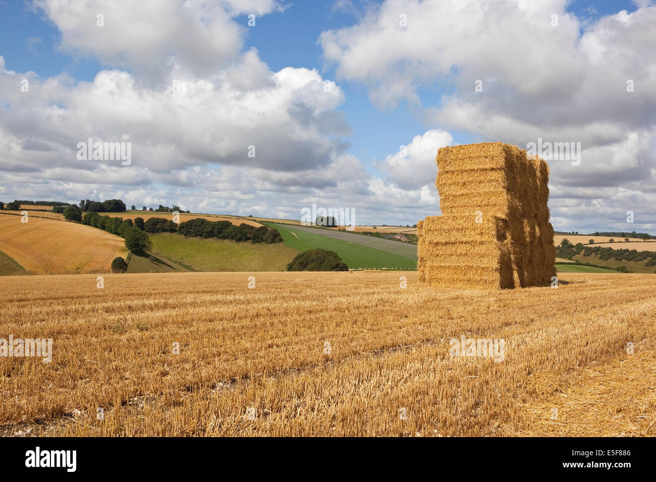 A stack of square bales in a golden hillside stubble field in the Yorkshire wolds England under a sunny blue cloudy sky. Stock Photo