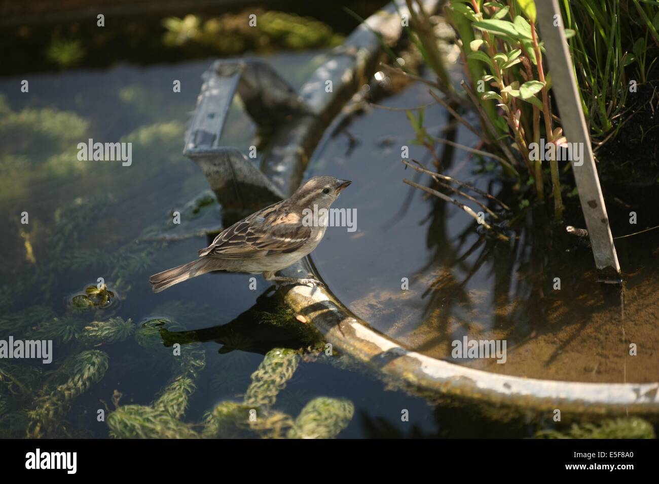 Petit Oiseau Date Stock Photos Petit Oiseau Date Stock