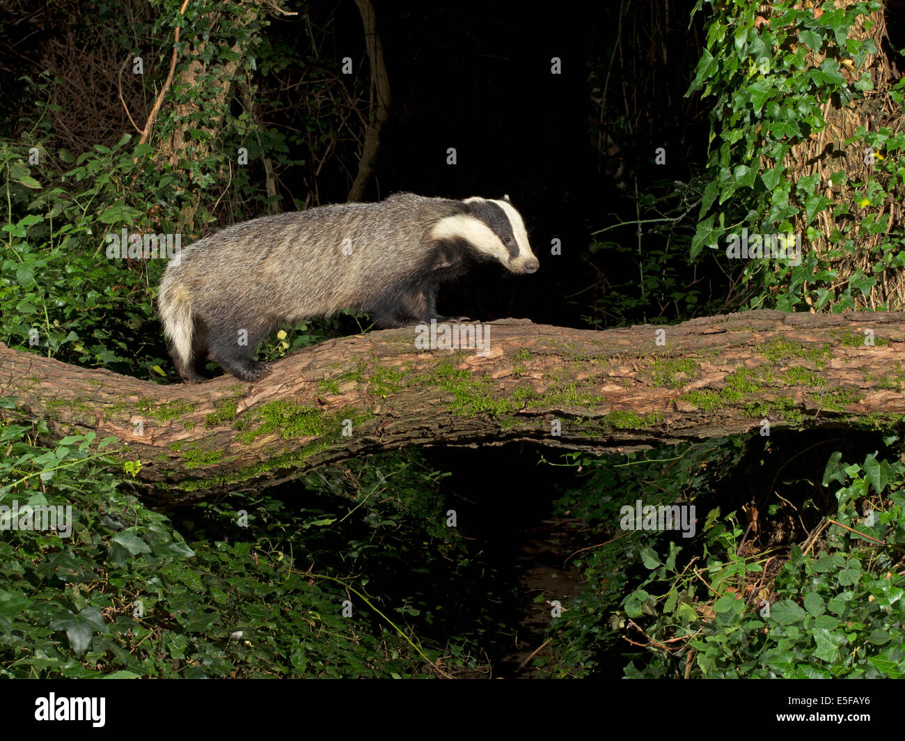 European badger on fallen tree Stock Photo