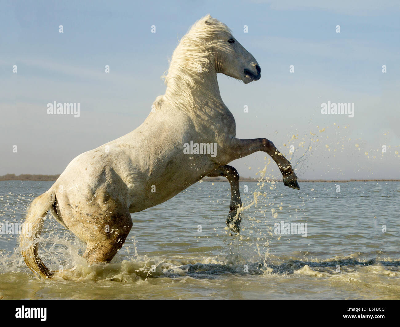 Horse jumping hires stock photography and images Alamy