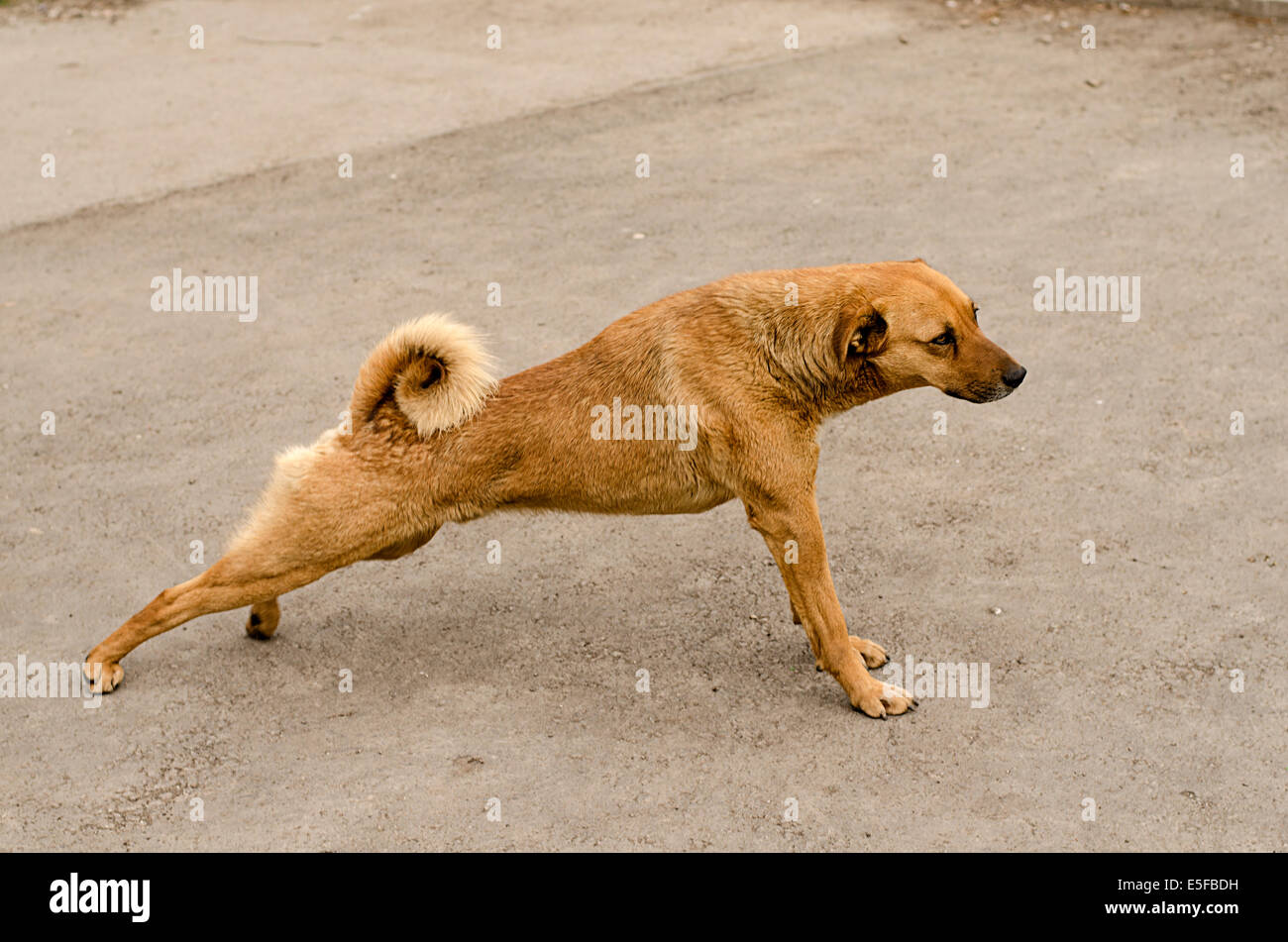 Stretching brown dog Stock Photo