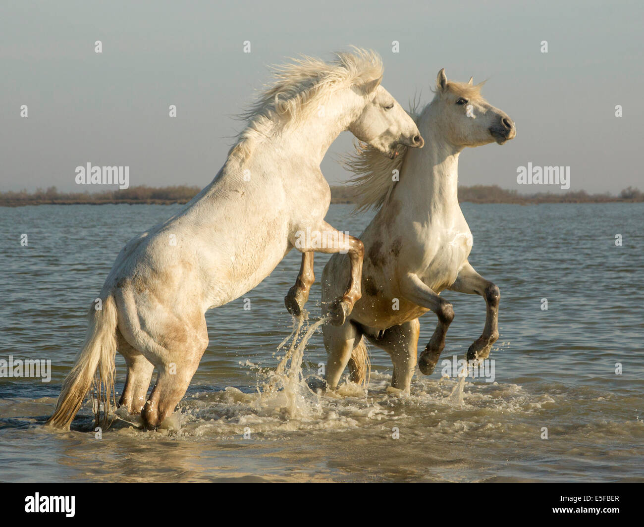 Camargue horses, stallions sparring in water Stock Photo