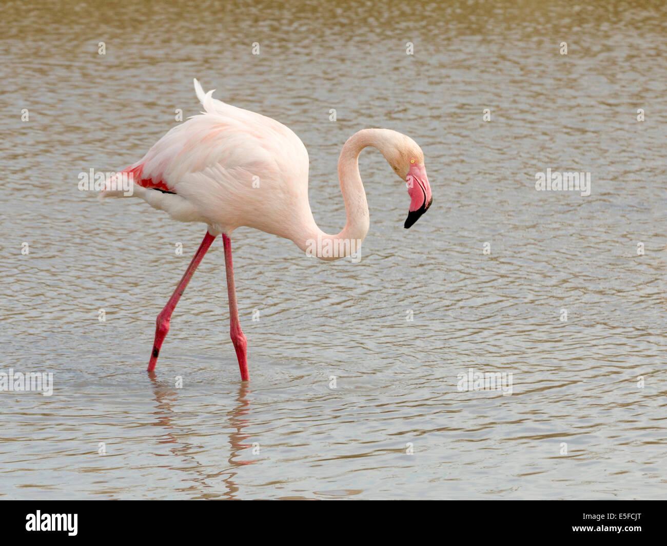 Greater flamingo standing in water Stock Photo