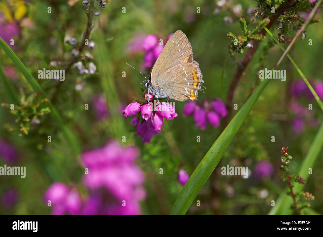 Ilex hairstreak (Satyrium ilicis) butterfly on bell heather, Erica cinerea, flower at Lessay, Normandy, France in July Stock Photo