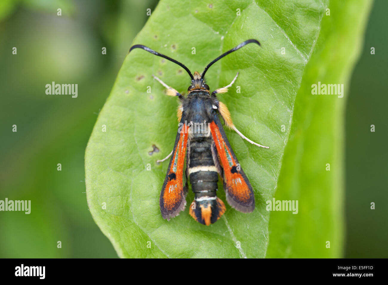 endangered Fiery Clearwing (Pyropteron chrysidiformis) moth on green leaf at les monts d'eraines near Falaise, Normandy, France in July Stock Photo