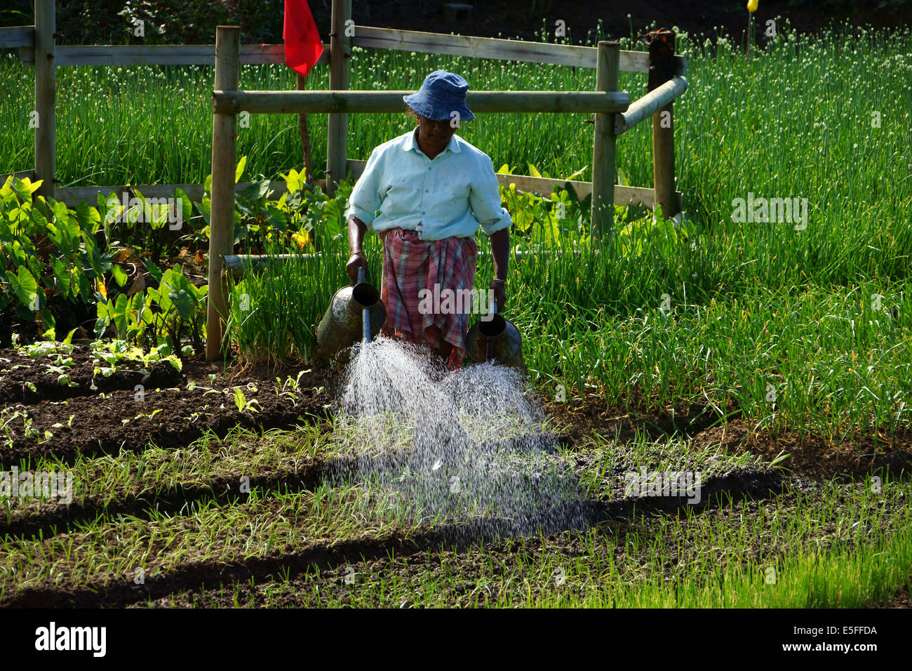 Woman watering onion plants in vegetable garden, east coast Island