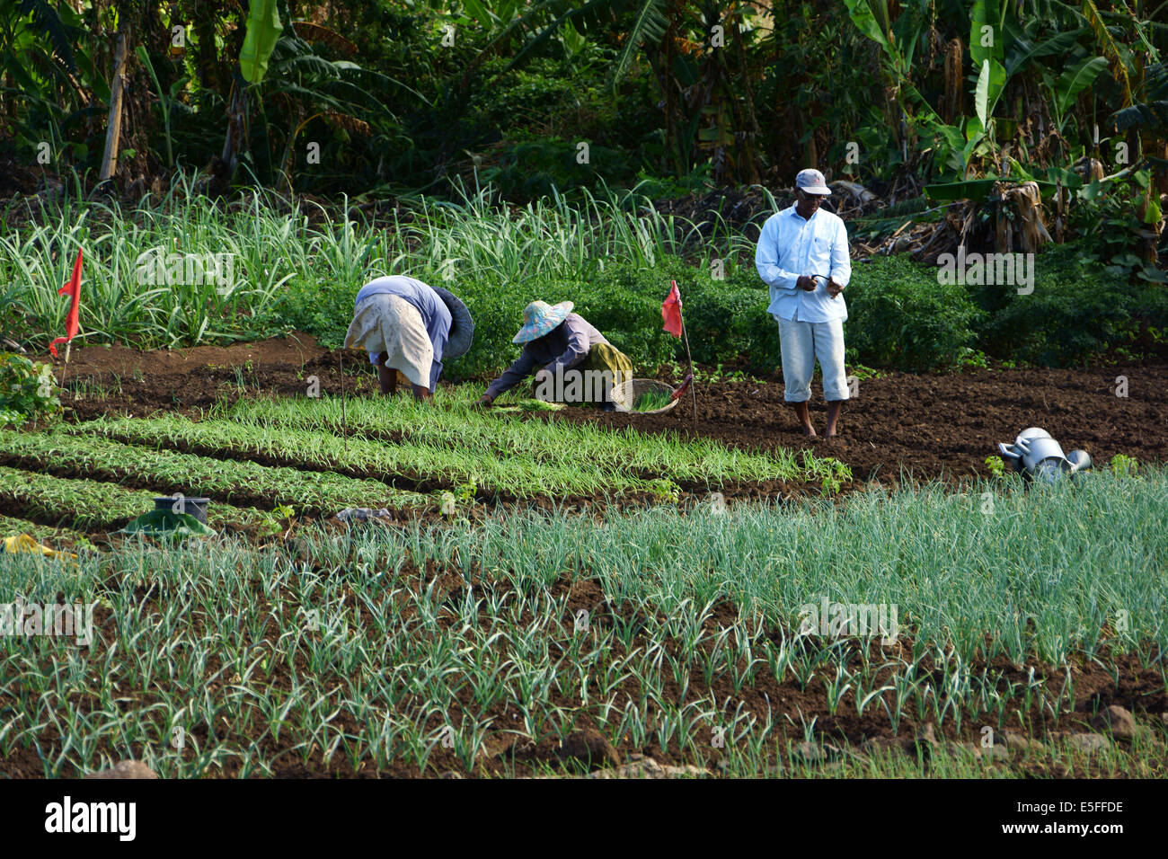 People planting onions in vegetable garden, east coast, Island Mauritius Stock Photo