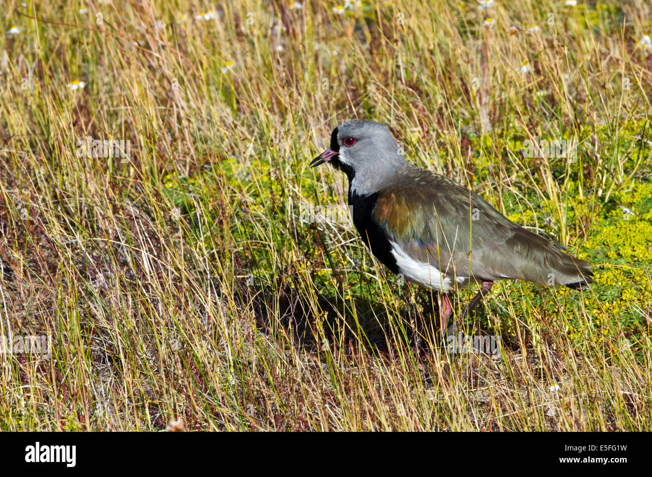 Southern Lapwing (Vanellus chilensis), Laguna Nimez Nature Preserve,, El Calafate, Patagonia, Argentina Stock Photo