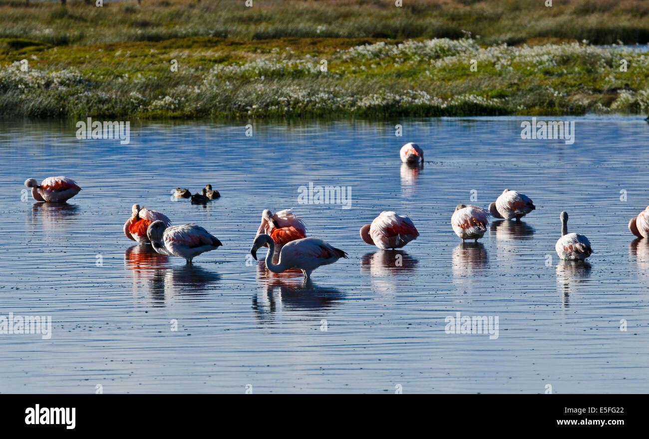 Chilean Flamingos (Phoenicopterus chilensis), Laguna Nimez Preserve, El Calafate, Patagonia, Argentina Stock Photo