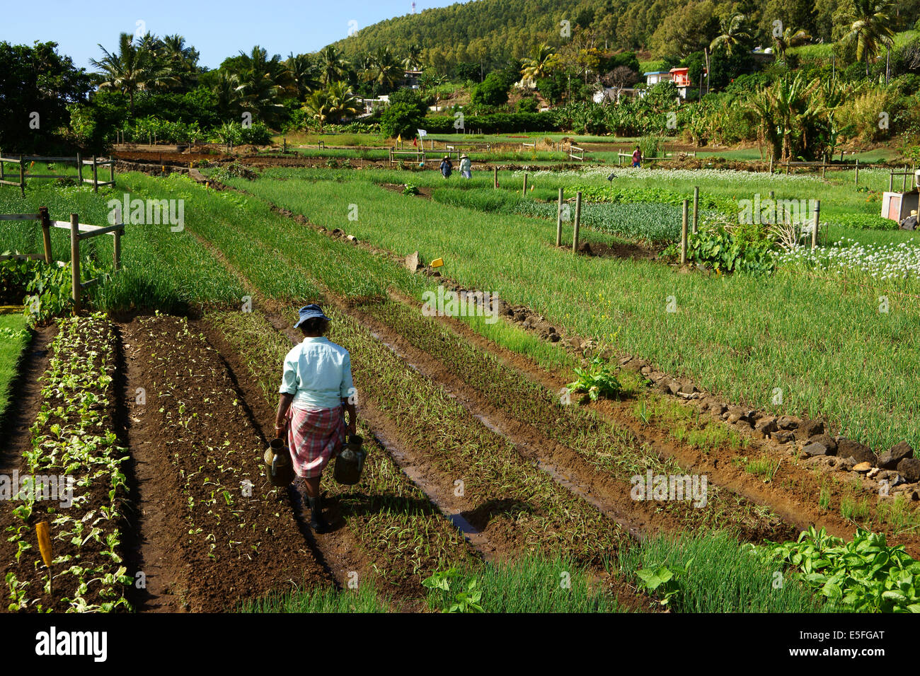 Woman watering onion plants in vegetable garden, east coast Island Mauritius Stock Photo