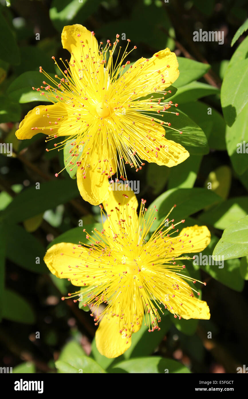 Flowering Tutsan Hypericum androsaemum Stock Photo
