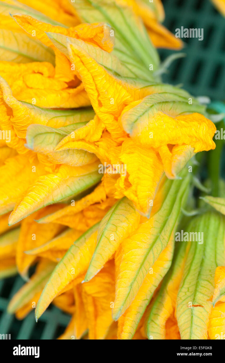 Blooming pumpkin flowers hires stock photography and images Alamy