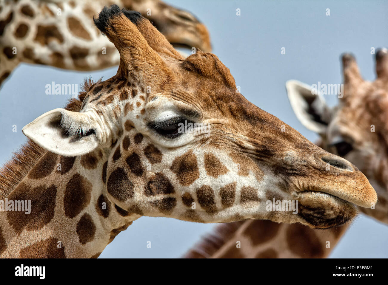 Close up of Giraffe head Stock Photo