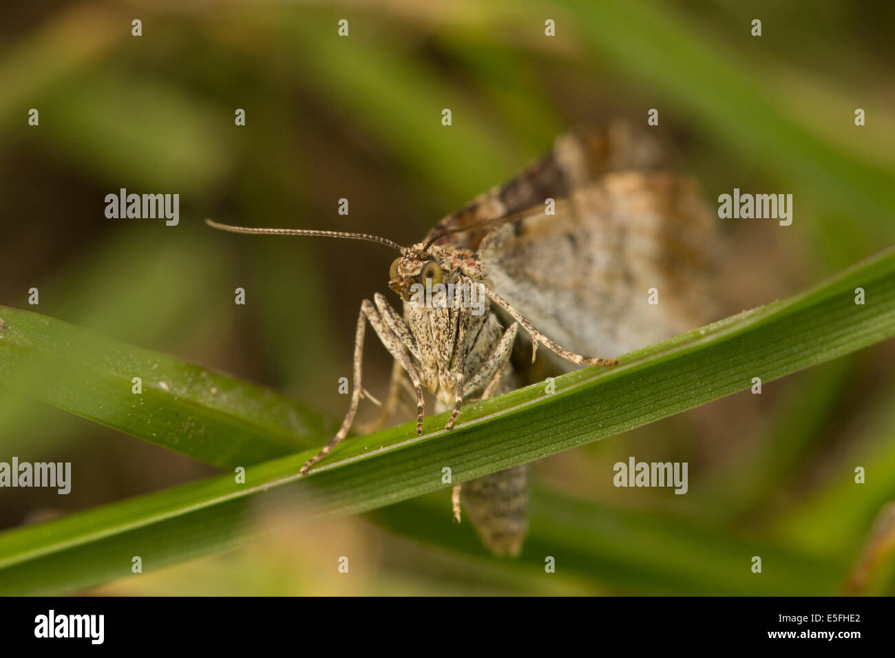 Insects anatomy hi-res stock photography and images - Alamy