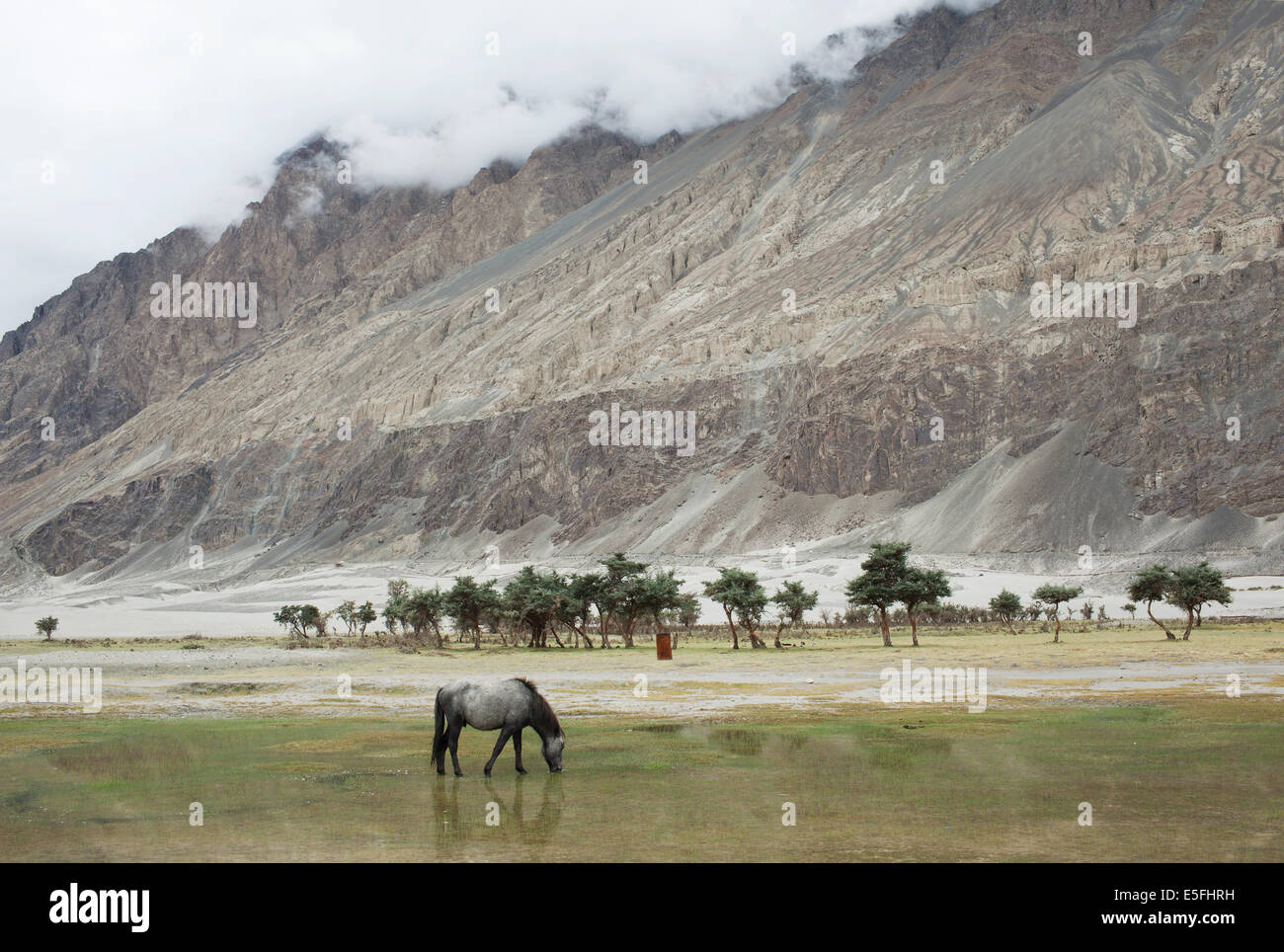 A horse i nThe Nubra Valley, Ladakh. Stock Photo