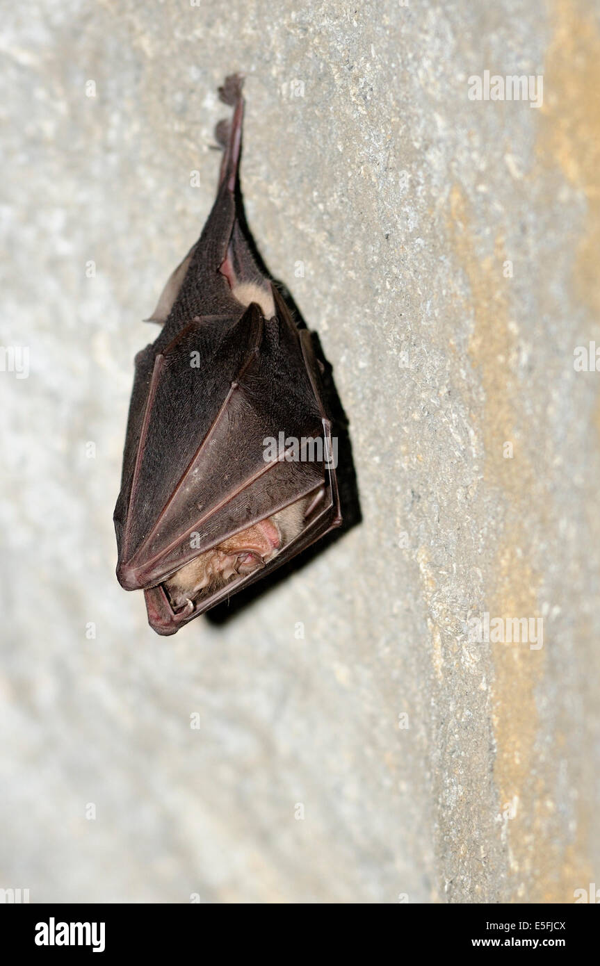 Vertical portrait of lesser horseshoe bat, Rhinolophus hipposideros, hanging from the ceiling of a cave. Stock Photo