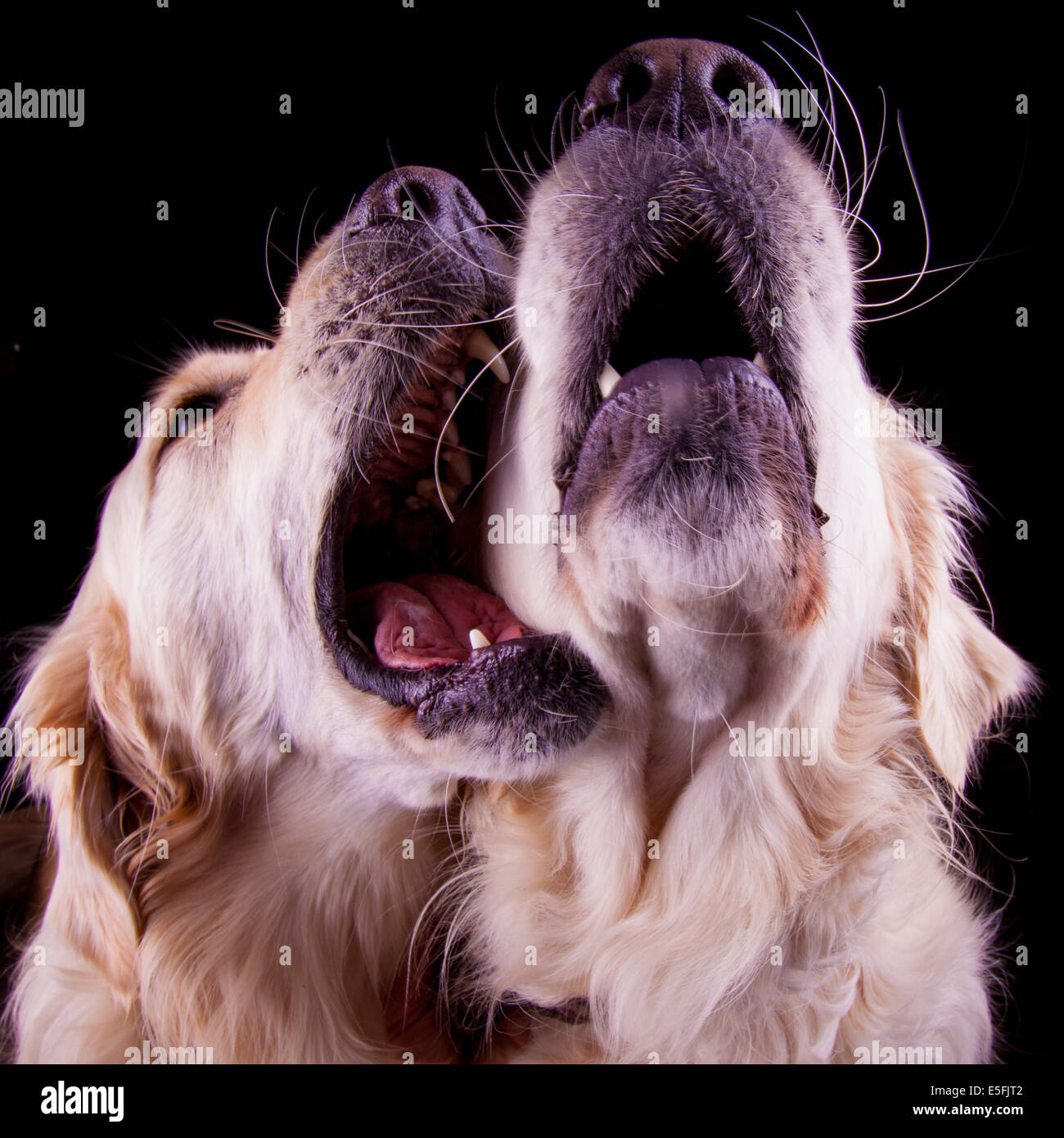 Two labradors showing affection Stock Photo - Alamy