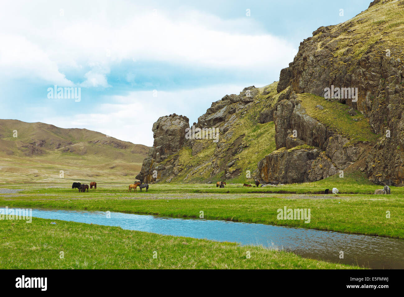 Yaks (Bos mutus) and Mongolian horses grazing in a valley on the Ongiyn river, near Arvaikheel, Southern Steppe Stock Photo