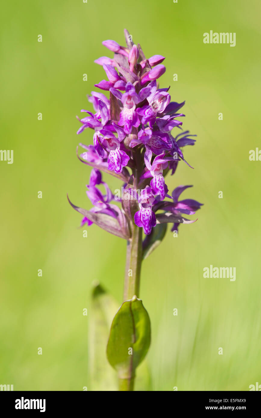Marsh Orchid (Dactylorhiza majalis), flowering, Thuringia, Germany Stock Photo