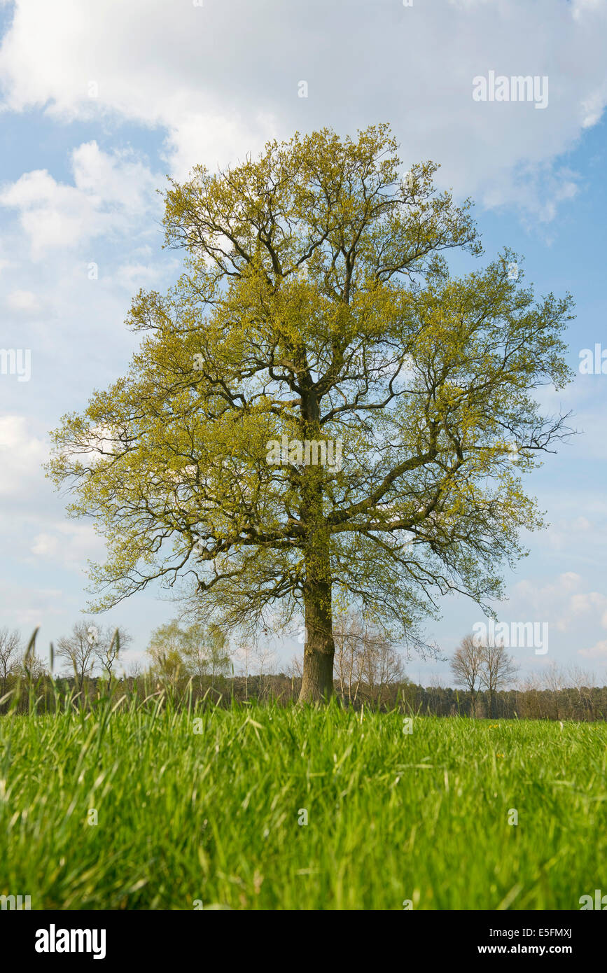 Solitary oak (Quercus robur) in spring, Lower Saxony, Germany Stock Photo